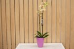 Orquídea