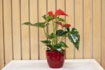 Anthurium