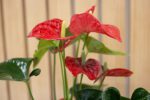 Anthurium - Imagen 2