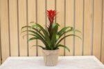 Bromelia Guzmania