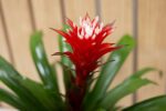 Bromelia Guzmania - Imagen 2