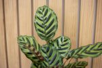 Calathea Makoyana - Imagen 2