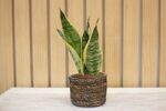 Sansevieria Laurentii