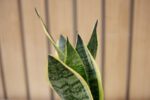 Sansevieria Laurentii - Imagen 2