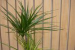 Drácena Marginata - Imagen 2