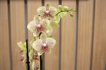Orquídea - Imagen 2