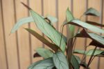 Ctenanthe setosa - Imagen 2