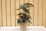 Begonia Maculata