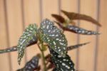 Begonia Maculata - Imagen 3
