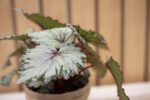 Begonia Rex - Imagen 5