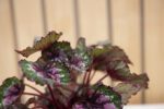 Begonia Rex - Imagen 4