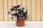Begonia Rex