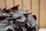 Begonia Rex - Imagen 3
