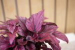 Begonia Rex - Imagen 2