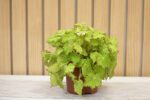 Begonia rizomatosa