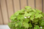 Begonia rizomatosa - Imagen 2