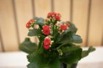 Kalanchoe - Imagen 2
