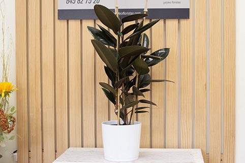 Ficus Elastica
