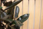 Ficus Elastica - Imagen 2