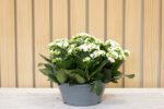 Kalanchoe