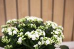 Kalanchoe - Imagen 3