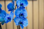 Orquídea - Imagen 3